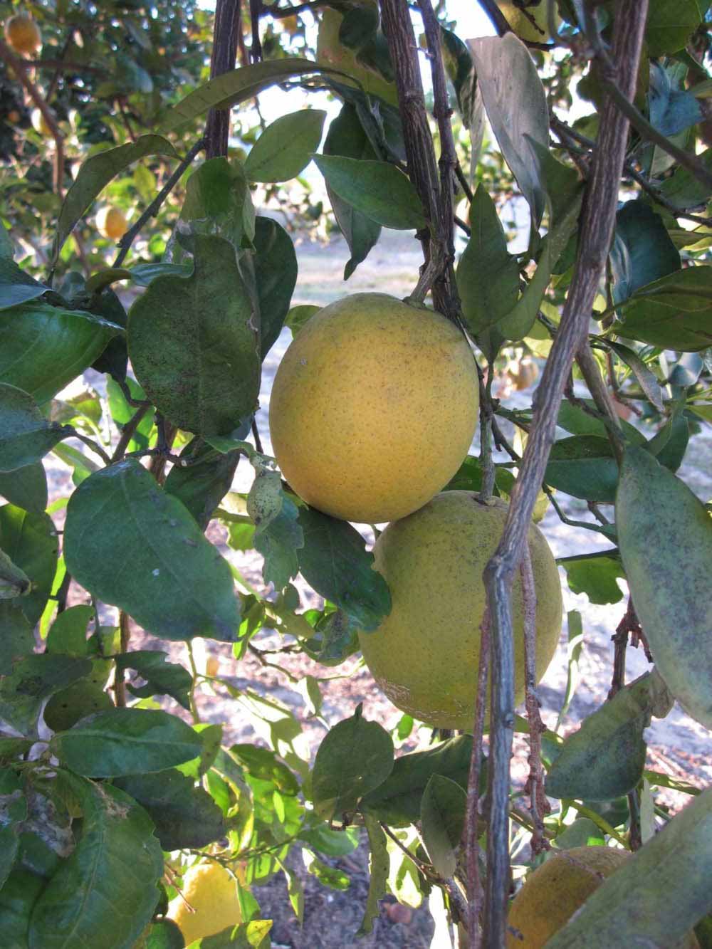            Fruit (Sanguinelli, Winter Haven, FL)   